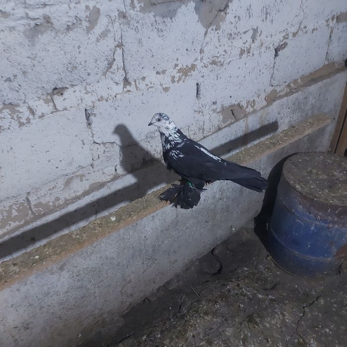 Соч  голубка  лет игра