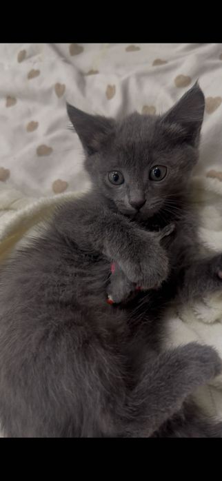 отдам котёнка 3 месяца