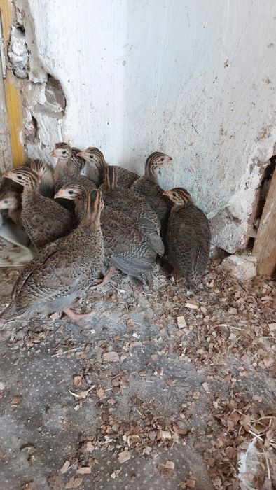 Vând bibilici,pui,rațe Peking