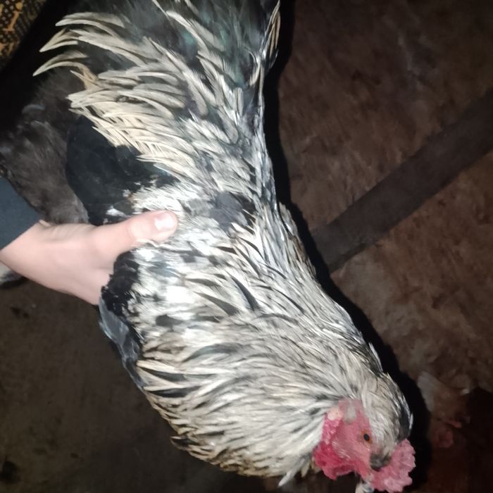 Продаю питушка полу брамы