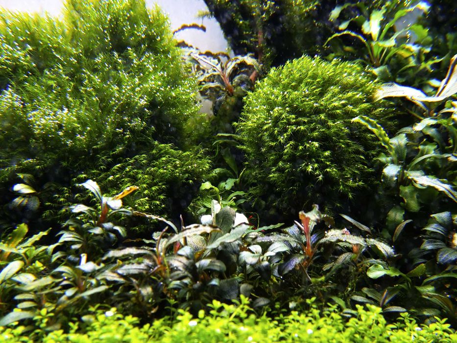 Plante de acvariu naturale/Bucephalandra/Muschi/Moss/Pietre/Roci/Decor