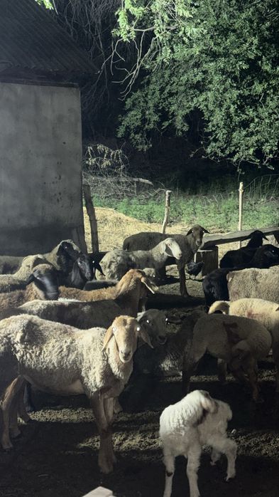 Продам баран кой