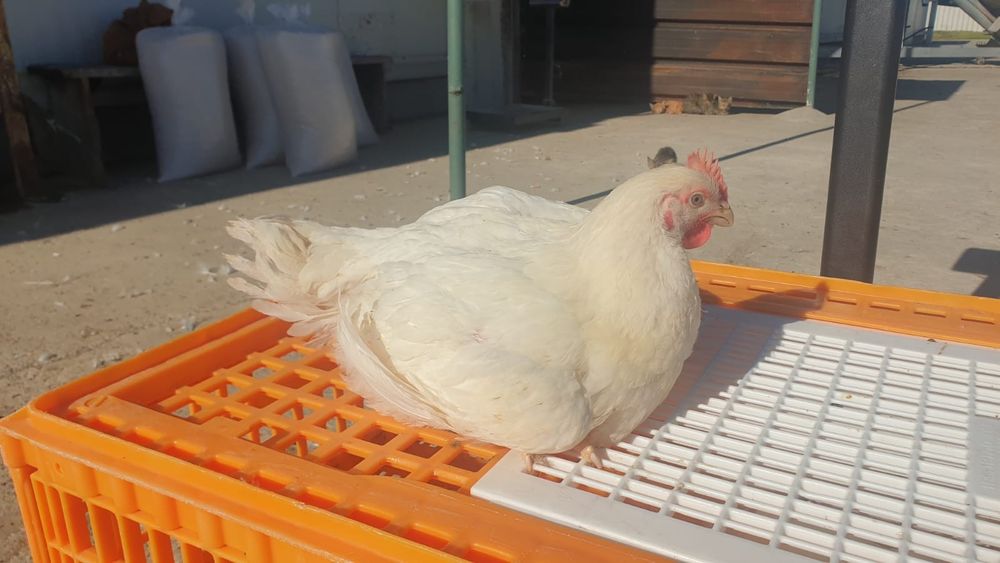 Pui albi  de carne si rasă mixtă