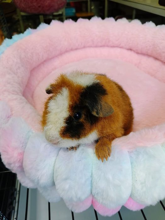 Продаются морские свинки