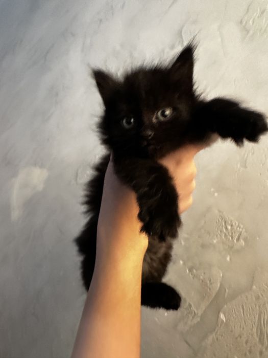 Котята ,3 мальчика 1 девочка , ходят в латок