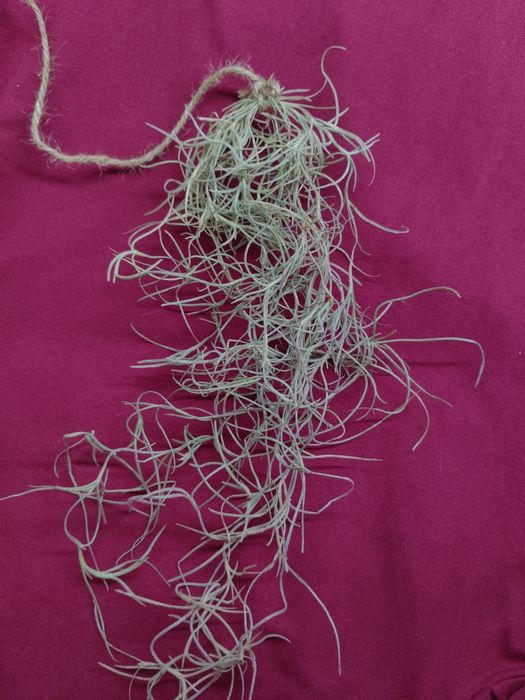 Тилландсия комнатный цветок