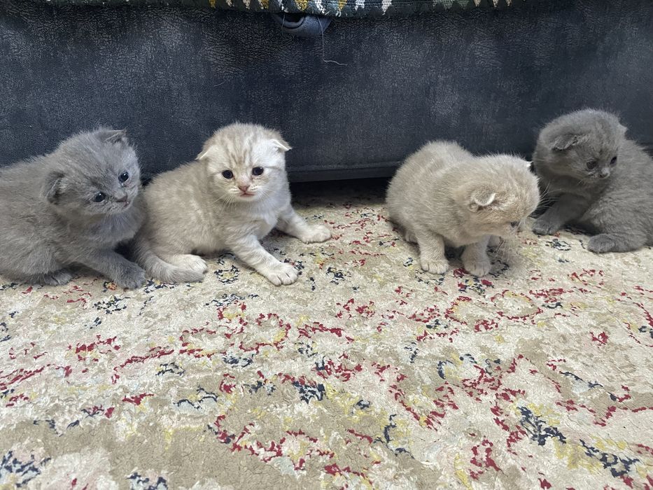 Продам очаравательных котят