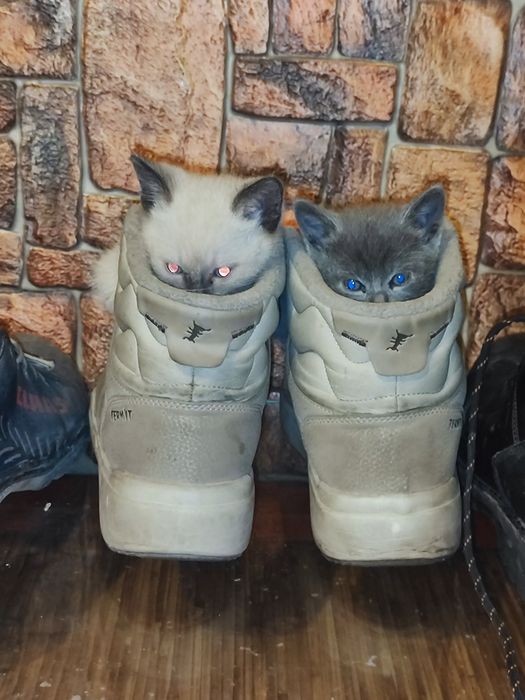 Отдам котят в добрые руки