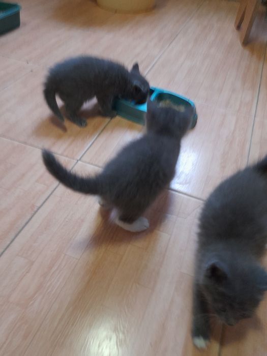 Отдам в добрые руки