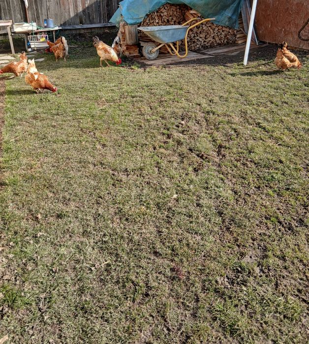 Oua de gaina pentru consum