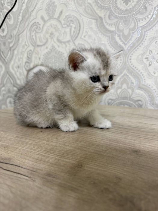 Котята продаётся! 40 кунлик!