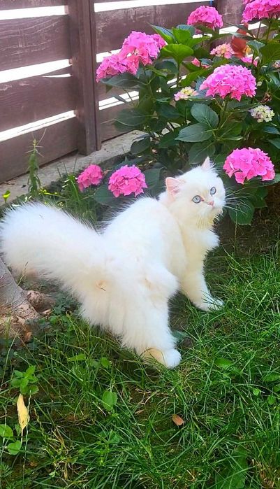 Fetita British Longhair alba cu ochi albastri superba