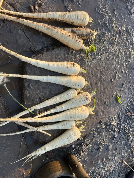 Pastarnac de vanzare