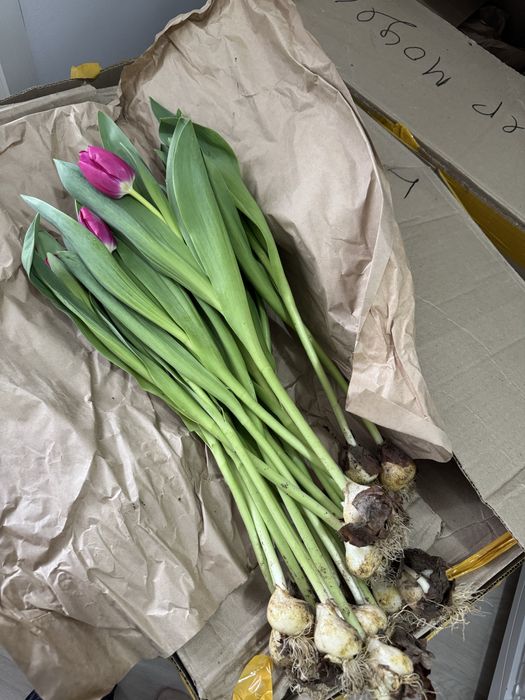 Тюльпаны оптом от 500