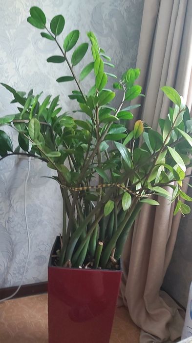 Цветы комнатные в горшке