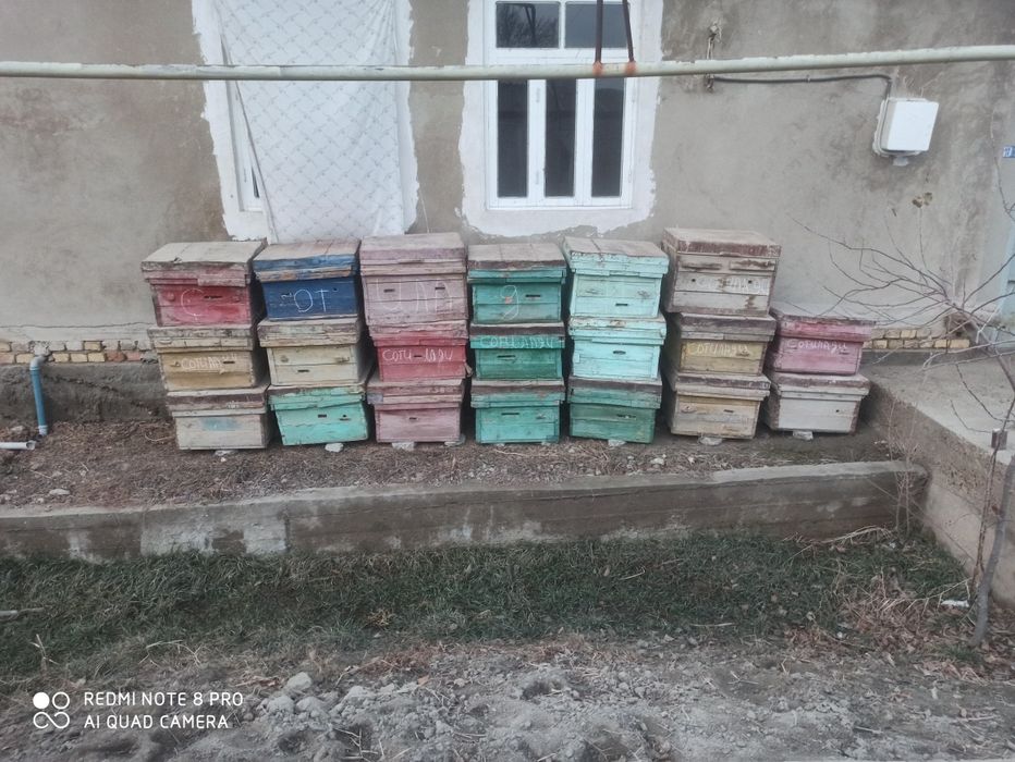 Asal ari yashiklari arzon naqxga sotiladi srochna pul kerak