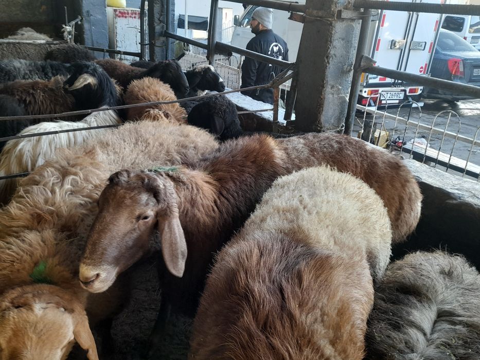 24/7 Aqiqa va Qurbonlik uchun Qizil. Qora. Oq. qochqorlar bor