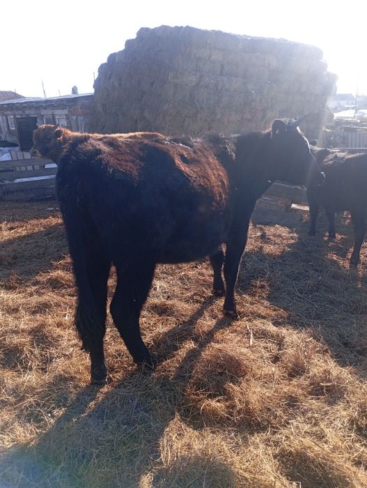 Продам телку 2 года