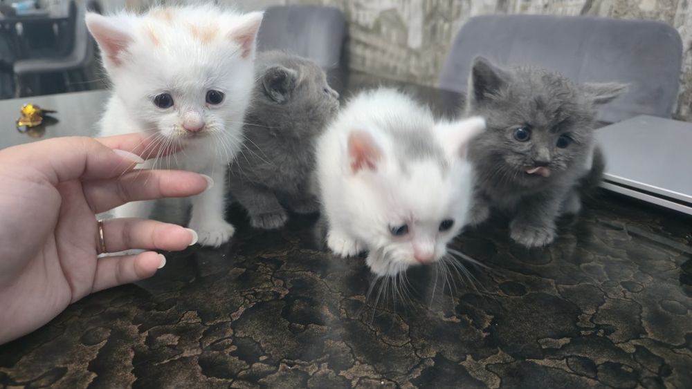 Отдам котят бесплатно