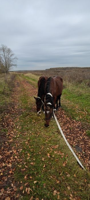 Продам  Жеребца 2 года