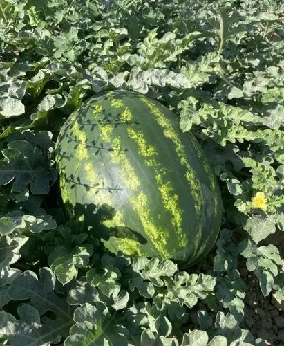 Семена арбуза Madrid