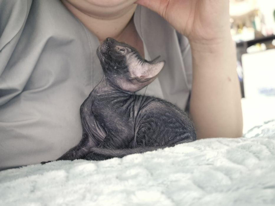 Котёнок донского сфинкса мальчик