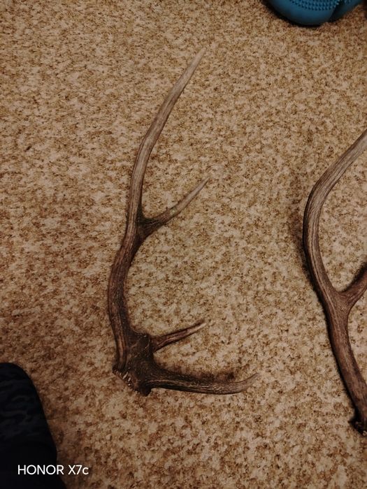 Еленови рога 2 броя