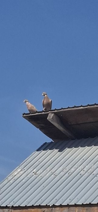Porumbei voiajori galbeni
