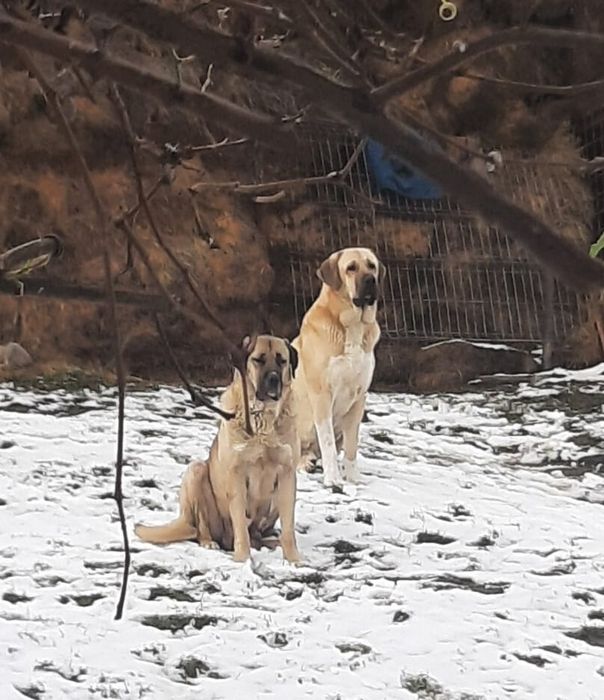 Cățeluș Malakli 7 saptamani