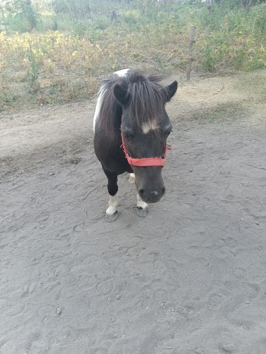 Vând poneită tărcată gestantă