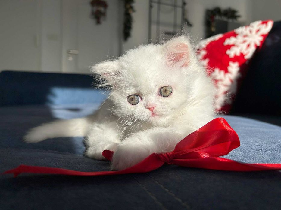 Pisicuță adorabilă Scottish Straight Longhair, cu Pedigree