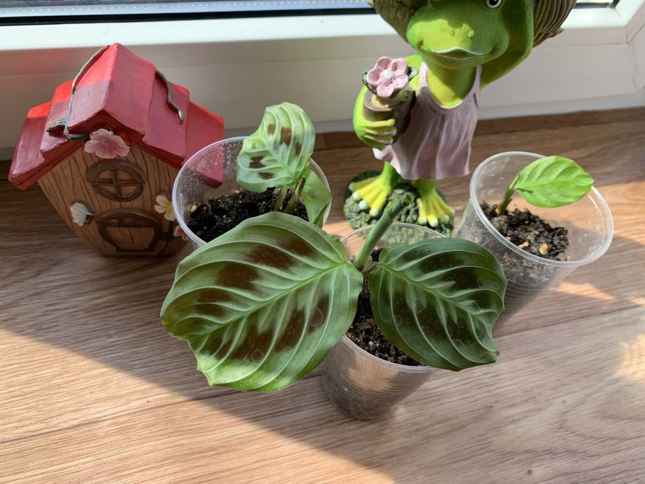 Продам укорененные ростки