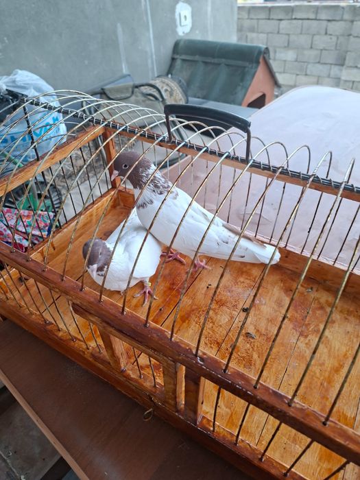 Продам высоколётный красноголовый