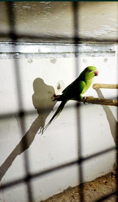 Papagal Micu Alexandru