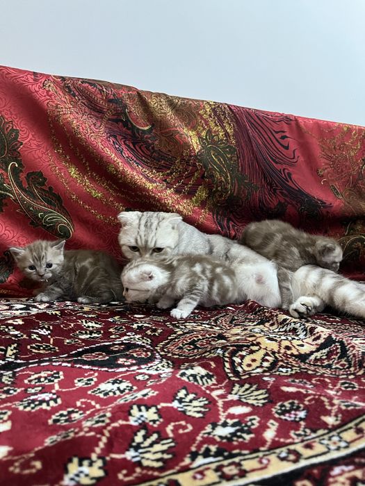 ПРОДАЕМ КОТЯТ породистых