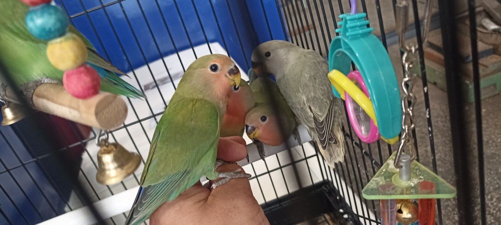 Папагали неразделки и корели