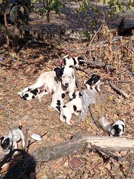 Отдам щенят в хорошие руки