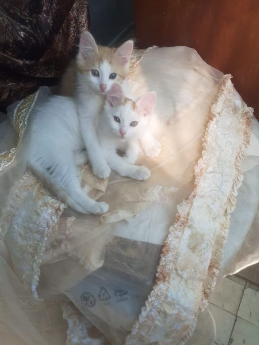 Котята в хорошие руки