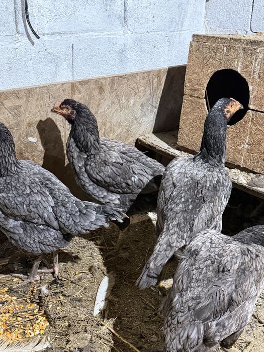 Бойцовые куры Даканы