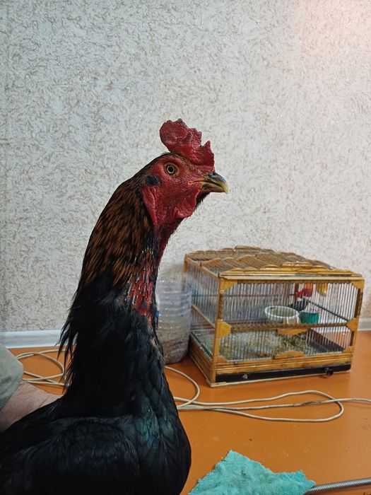 Хуроз сотилади тоза карс плотка зот