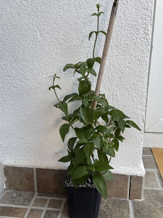 Matettia luteorubra