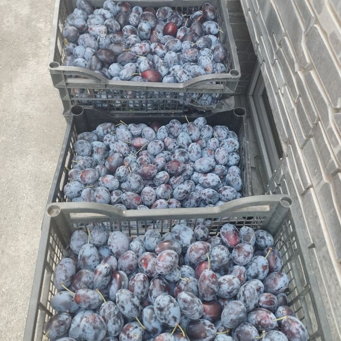 Продам чернослив "Стенли "
