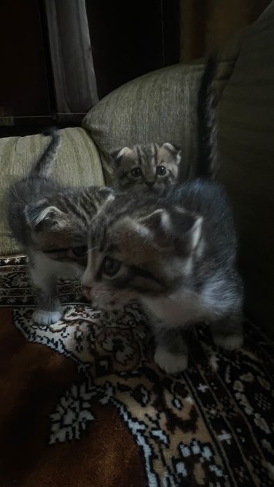 Отдам котят в добрые руки