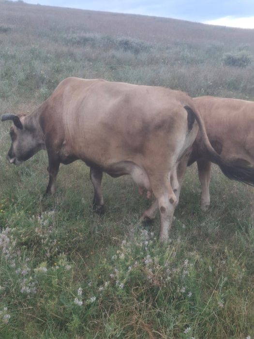 Vând vaca și junincă