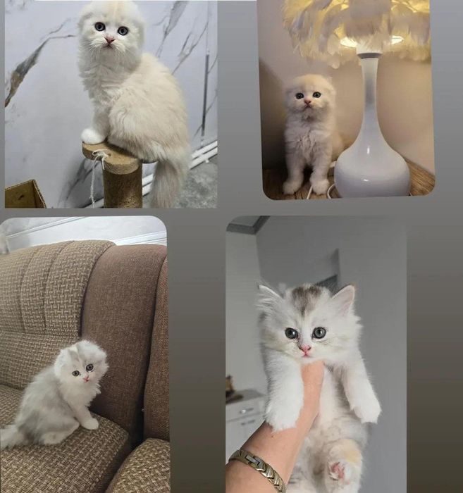 Котёнки скоттиш фолд