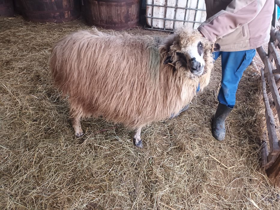 Vând 6 oi și o 2 noatine