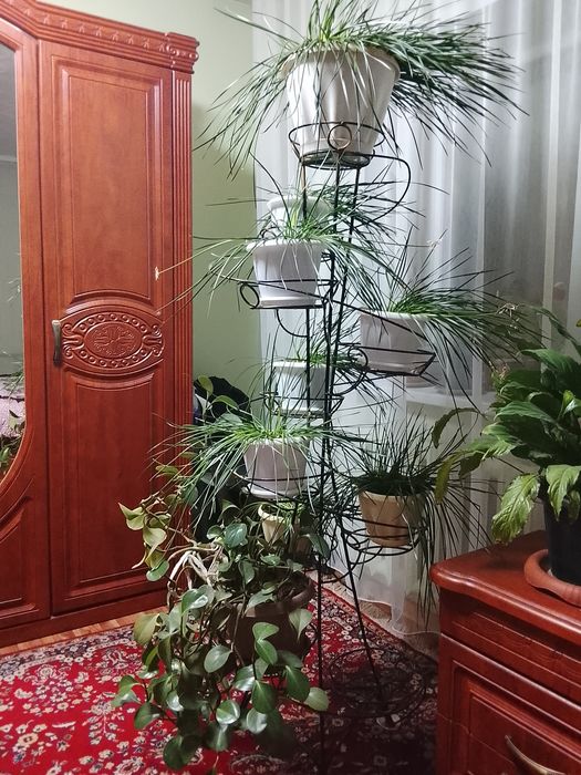 Продам цветы и стойку