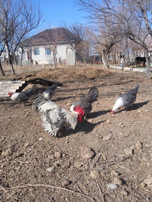 Брекель серебро жұмыртқасы