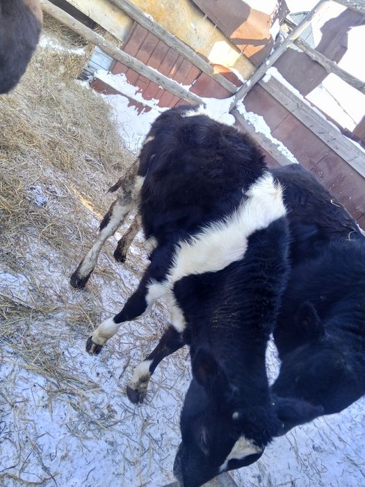 Продам 2х телочек