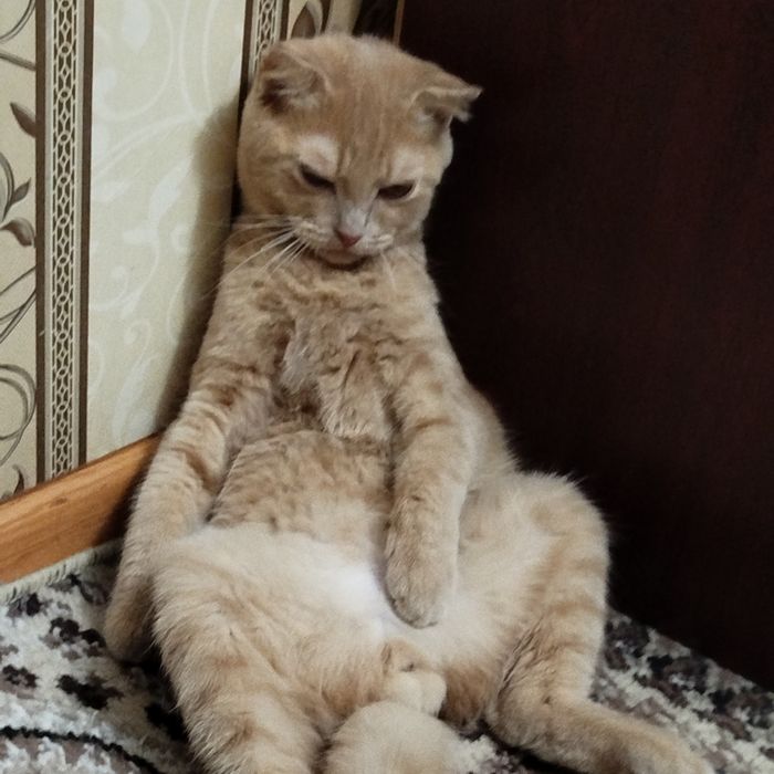 Mushuk sotiladi  skotish fold